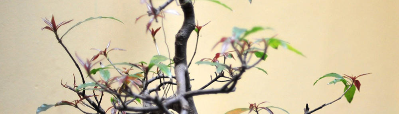 How Acupuncture Can Help | Acupuncture | Ros Chambers